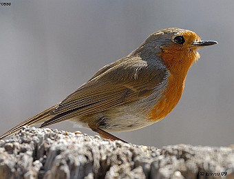 Animali 244